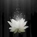Phi Pham - Facebook