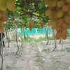 Phi Pham - @phi.pham718 - TikTok