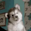 philip angelo alba - @philip.angelo.alb - TikTok