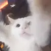 bob phil - @bob.phil - TikTok