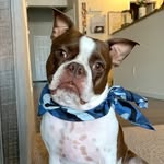 Phil the Boston - @heyphil77 - Instagram