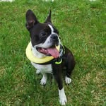 Phil the boston terrier - @phil_the_boston_terrier - Instagram