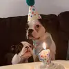 Philly Bop - @philly_theboston - TikTok