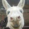Phil  Bracewell - @philbracewell - TikTok