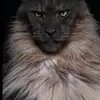 phillipbradshaw - @phillipbraswell26 - TikTok