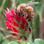 Birdsong Bees - @phil.breed - Instagram