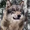 Phil Brock462 - @philbrock462 - TikTok