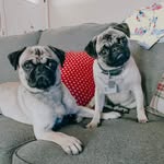 Phil & Bruce - @thosepugbros - Instagram