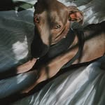 Phil - @philbrucetheiggy - Instagram