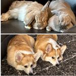 Phil Charles 🦊, Lexi Grace 🦊, Benjamin Walker 🐰,  Delilah Rose 🐰 - @phil_lexi_and_the_baby_buns - Instagram