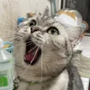 phil_chin - @phil_chin - TikTok