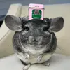 Phil e Chinchilla - @phil.e.chinchilla - TikTok