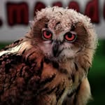 Phil - @phil.comorin - Instagram