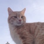 Phillip Jones Frederick Dalton - @phil_the_cat - Instagram