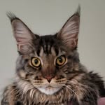 Phil Gonzalez - @philgonzalez8 - Instagram