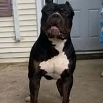 Phil Gonzalez - @philgonzalez60_k20_kennels_xl_ - Instagram