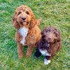 Philly&Hershey_Spoodle_Pups - @philly_the_spoodle - TikTok
