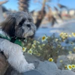 Phil Jackson - @phil_jackson_shihtzu - Instagram