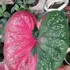 PhilKeith2711 - @philkeith2711 - TikTok