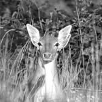 Phil Lancaster - @phils_nature_lens - Instagram