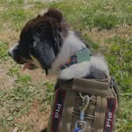 Phil - @phil_le_border_collie - Instagram
