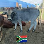 Phillemon Modise - @phillemonmodise - Instagram