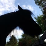 Das ganz gewöhnliche Ponychaos - @phil_little.e_h - Instagram