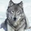 Phil McKool - @phil_wolf123 - TikTok