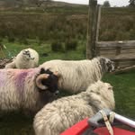 Phil McGoldrick - @philmcgoldrick1951 - Instagram