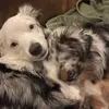 Phil McGroin - @phil.mcgroin3 - TikTok