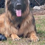 Phil Mcintosh - @phil.mcintosh.71 - Instagram