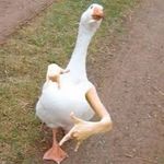 Phil Mckrackin - @yeetingducks - Instagram