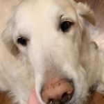 Merrick Phillips - @phillipsmerrick - Instagram