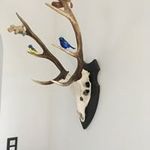 Philip Mertens - @hersteldienst.mertens - Instagram