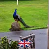 phillipmessenger7 - @phillipmessenger7 - TikTok