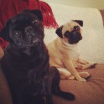 Phil & Norman - @philandnorman - Instagram