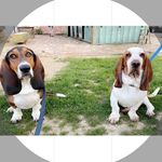 Phil & Norman - @basshole_boyz - Instagram