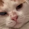 Phil Nye - @philnyethesciencecat - TikTok