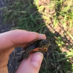 Phil Nye The Turtle Spy - @phil.nye8 - Instagram