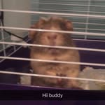 Phil The Guinea Pig - @phil.nye.the.guinea.pig.guy - Instagram