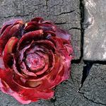 Phil Oates - @thenewcornpoppy - Instagram