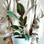 🌿 Blog de plantas 🪴 - @philodelly - Instagram