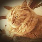 phillip pemberton - @flowers_cats_comics_travel - Instagram