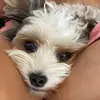 SUNNY THE DOG - @philippepicard21 - TikTok