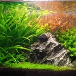 Phil - @phils_planted_tanks - Instagram