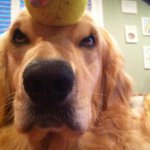 Phil Reese - @philreesedog - Instagram