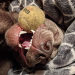 Phil Roach - @roachomatic - Instagram