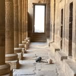 The Temple Cats of Philae - @philaetemplecats - Instagram