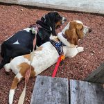 Phil Thrasher - @scout_and_koda_thebrewbassets - Instagram