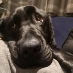 Phil Walton - @flanders_the_assistance_dog - Instagram